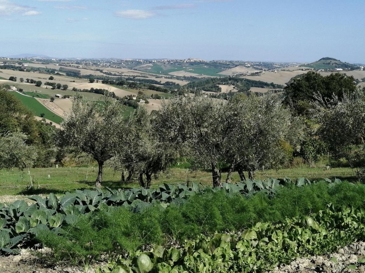 Casale San Martino Agriturismo Bio Sant'Angelo in Pontano Exterior photo